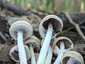 Fehér porhanyósgomba (Psathyrella candolleana), Budai-hegység